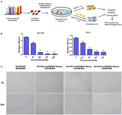 Genome-Scale CRISPR-Cas9 Transcriptional Activation Screening in Metformin Resistance Related Gene of Prostate Cancer